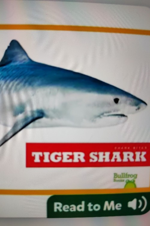 shark bites:tiger shark