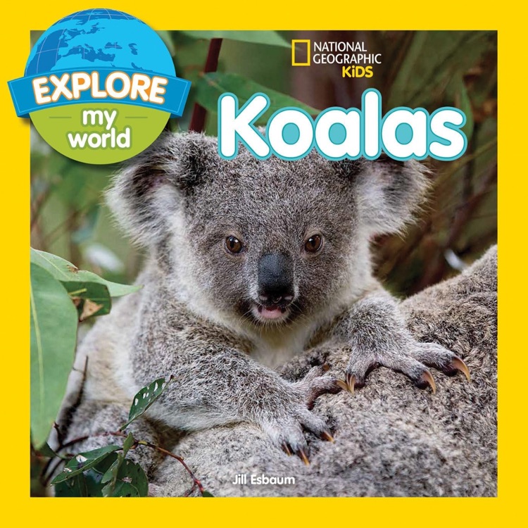 Koalas