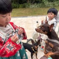 摇瑶乐