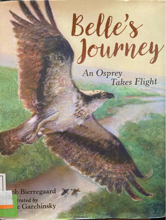 Bell's Journey an Osprey Take Flight