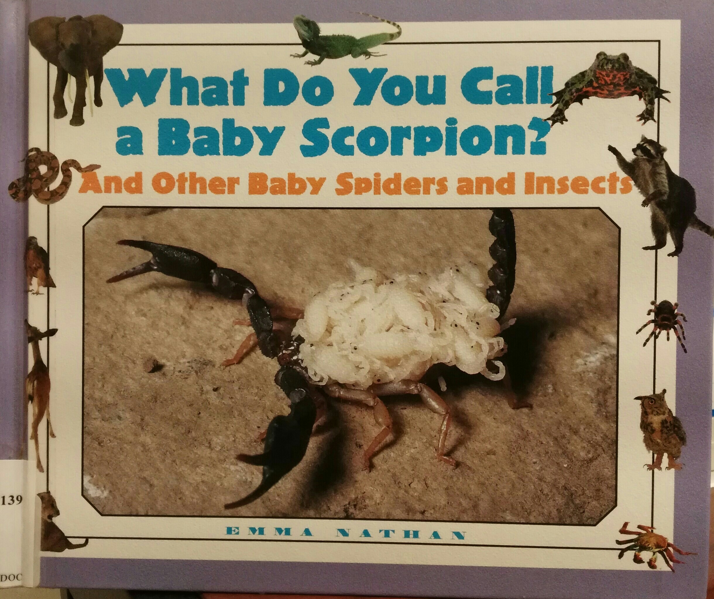 What do you call a baby Scorpion? And other baby spiders and insects