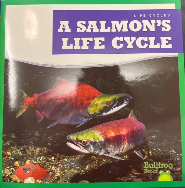 a salmon's life cycle