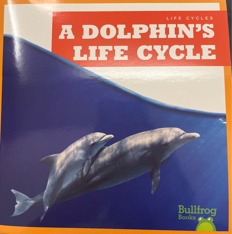 a dolphin's life cycle