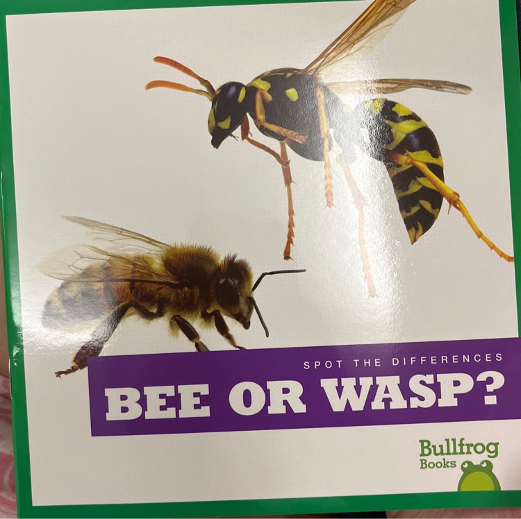 bee or wasp?