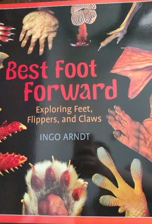 best foot forward