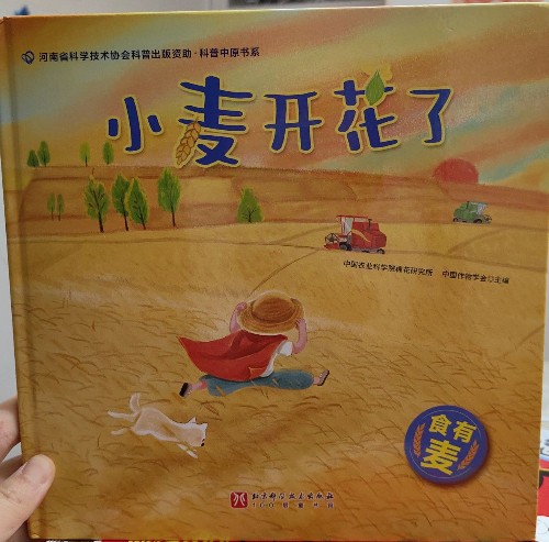 小麥開花了
