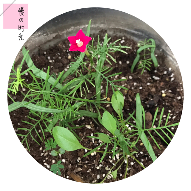 植物園 | 巴掌小