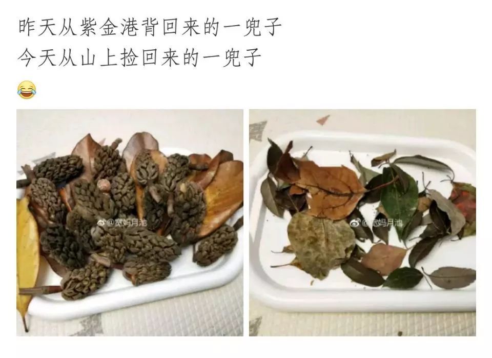 帶孩子玩轉樹葉，