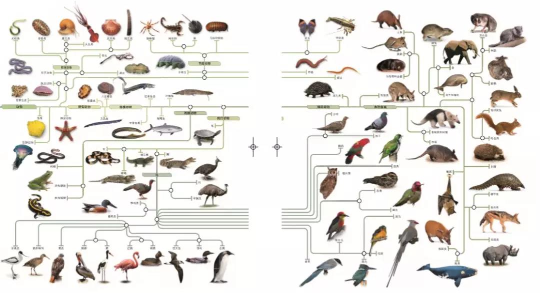 形成动物多样性的原因