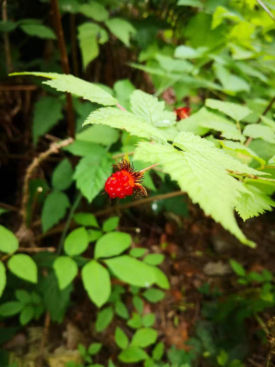 溫哥華游記之八|