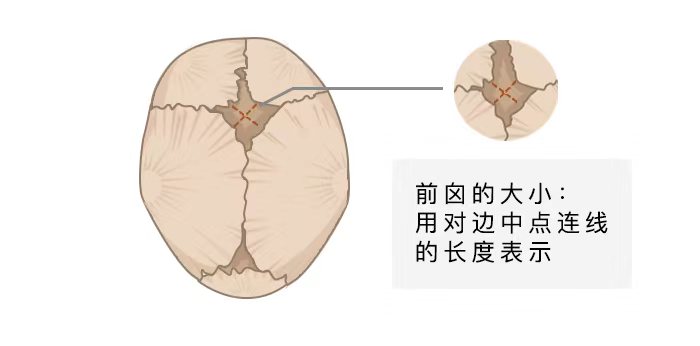 囟門知識(shí)點(diǎn)
