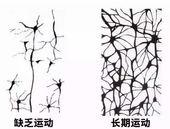 《运动改造大脑》，真的可以让孩子变聪明吗？