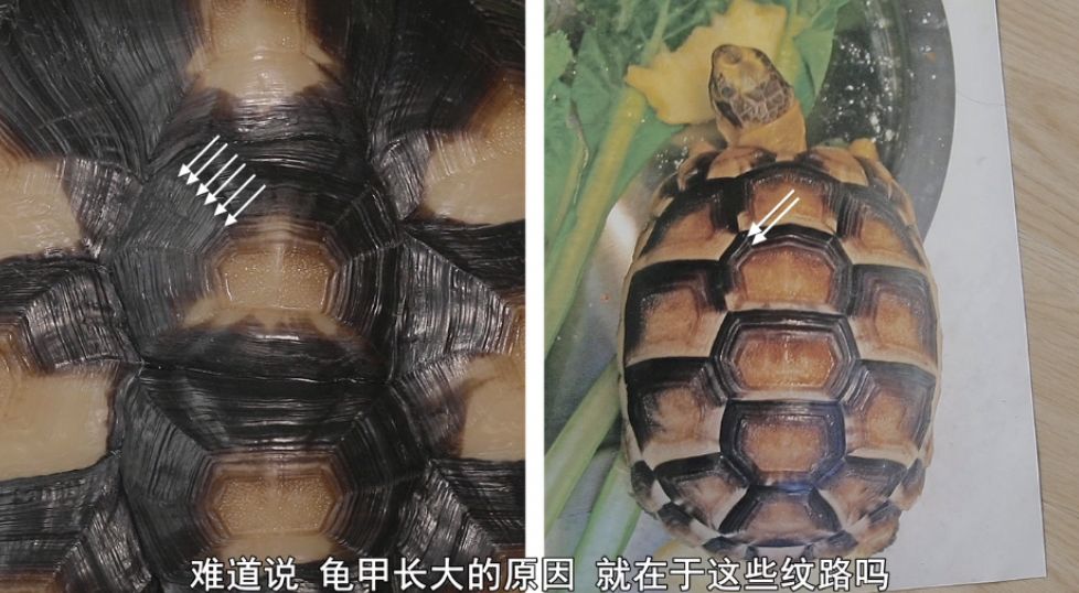 日本人脑洞有多大？看看这些儿童节目，我和孩子都看得无法自拔！（内附视频链接！）