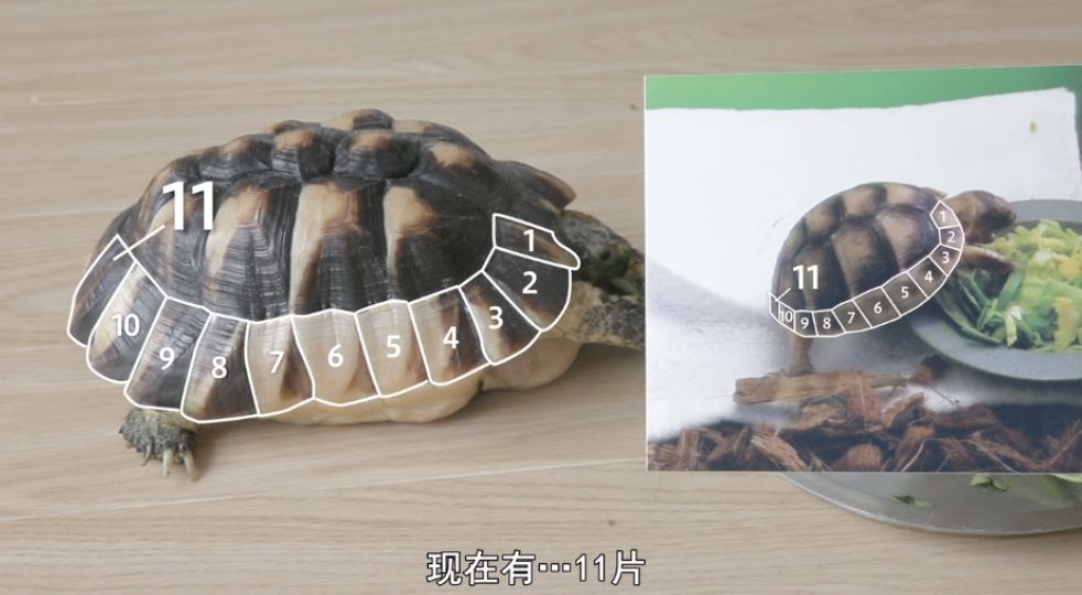 日本人脑洞有多大？看看这些儿童节目，我和孩子都看得无法自拔！（内附视频链接！）