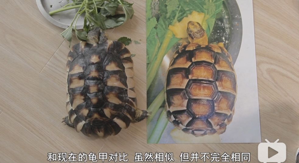 日本人脑洞有多大？看看这些儿童节目，我和孩子都看得无法自拔！（内附视频链接！）