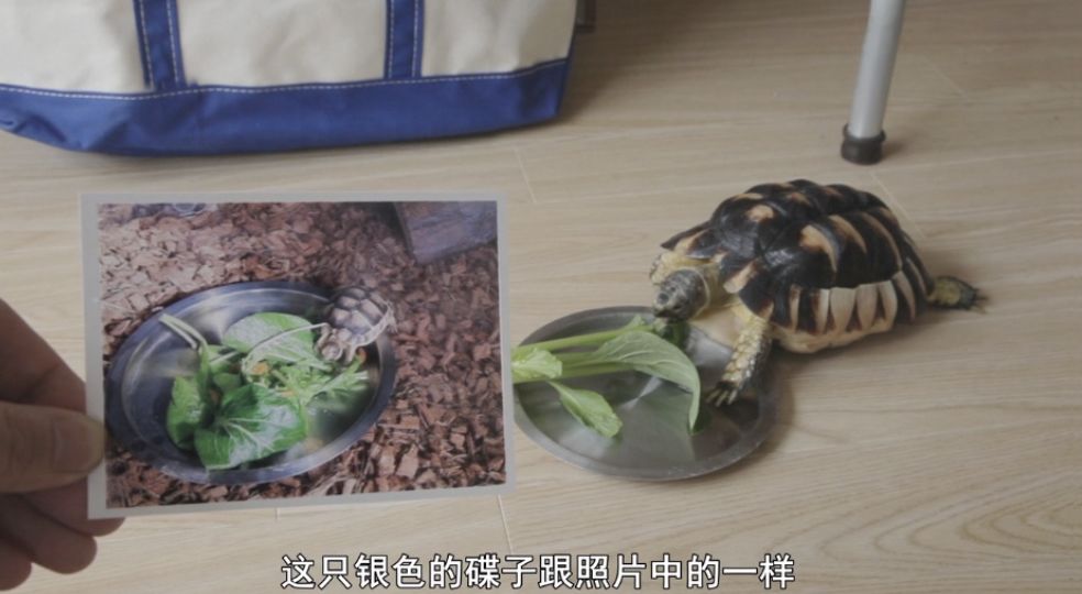 日本人脑洞有多大？看看这些儿童节目，我和孩子都看得无法自拔！（内附视频链接！）