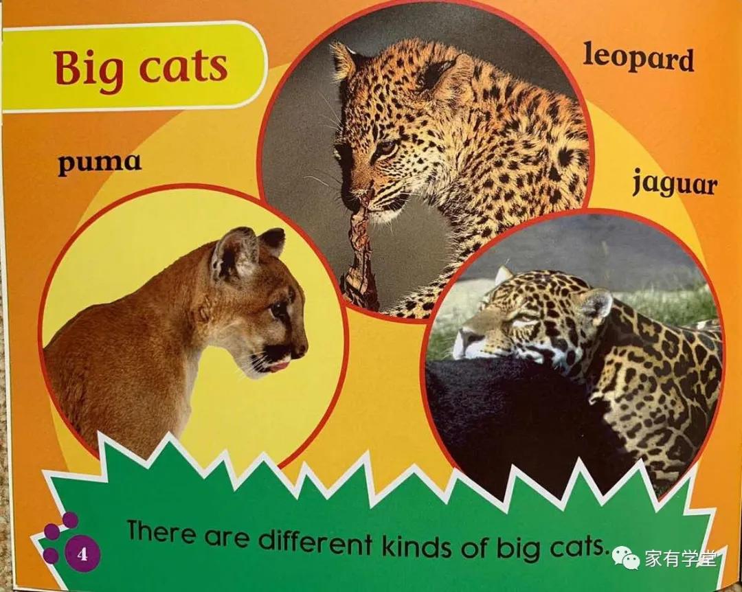 jaguar、leopard