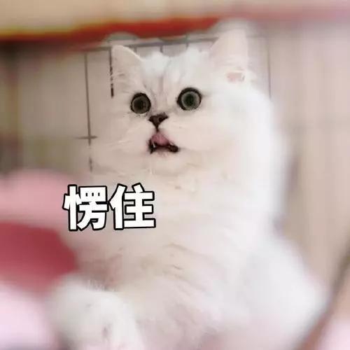 KET/PET沒考過，9
