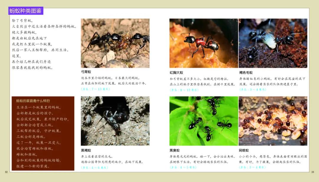 豆瓣评分9 6 家庭自然生命教育必备书 小花生