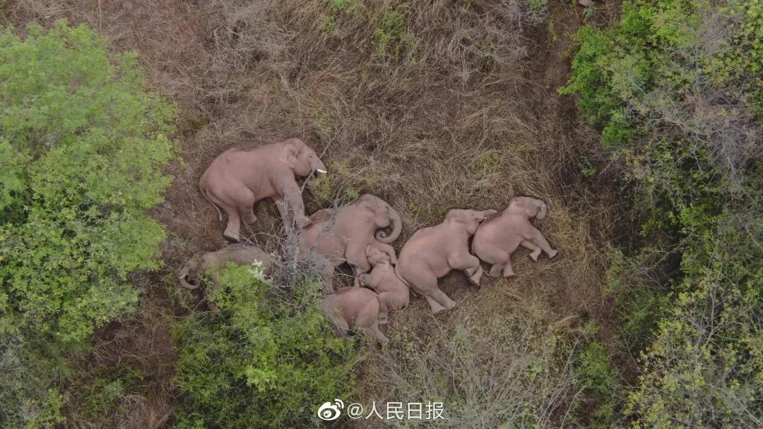 云南野象北遷，這