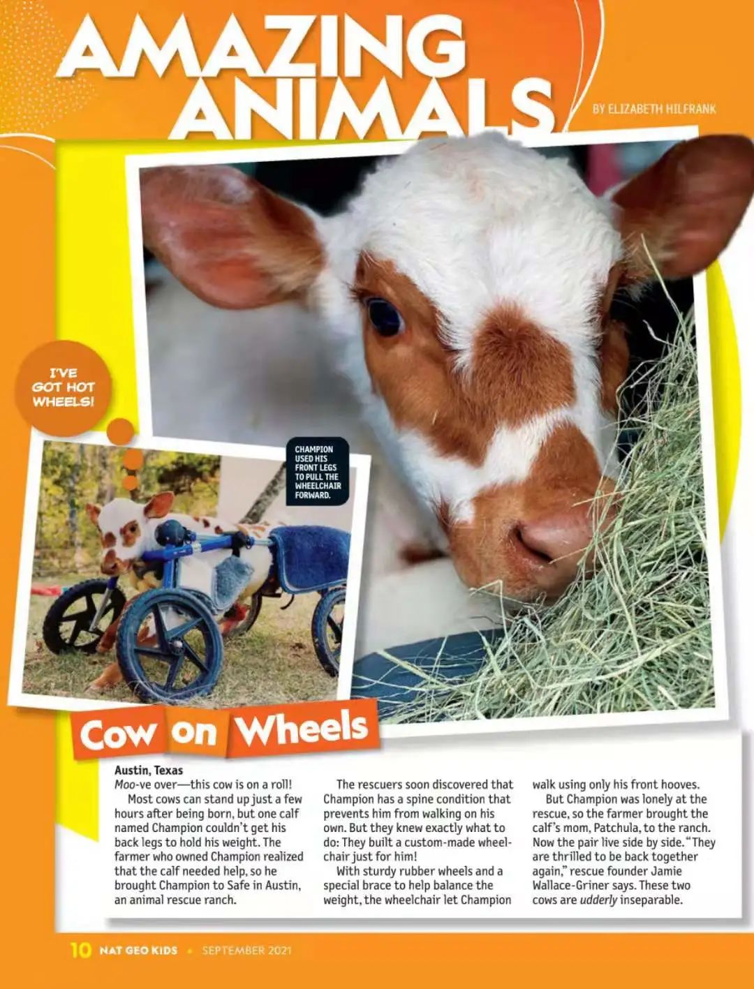 animals(动物):会给孩子们解答他们平时就很好奇的问题.