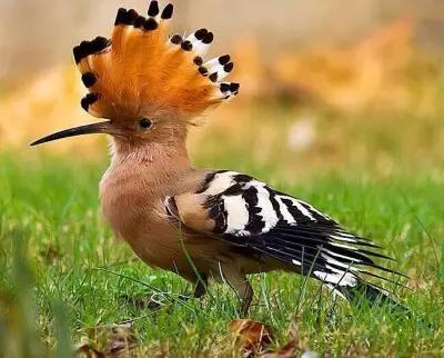 倒是虫子都差不多,91乍一眼看像博物君的二儿子98就差薄雾亲儿子