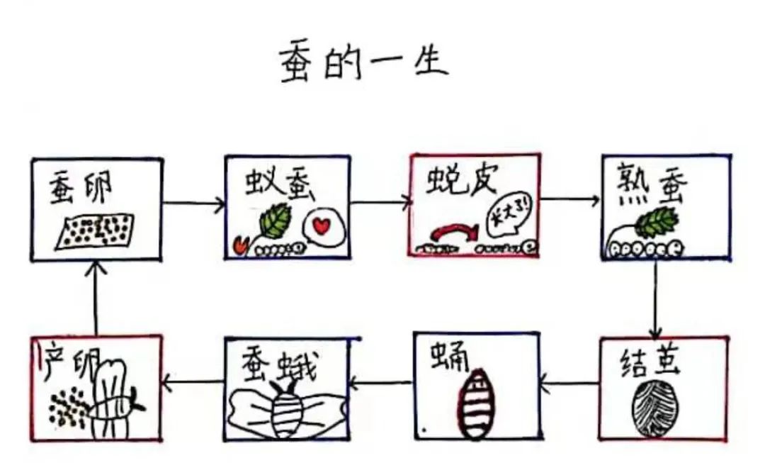 思維導(dǎo)圖|這屆小