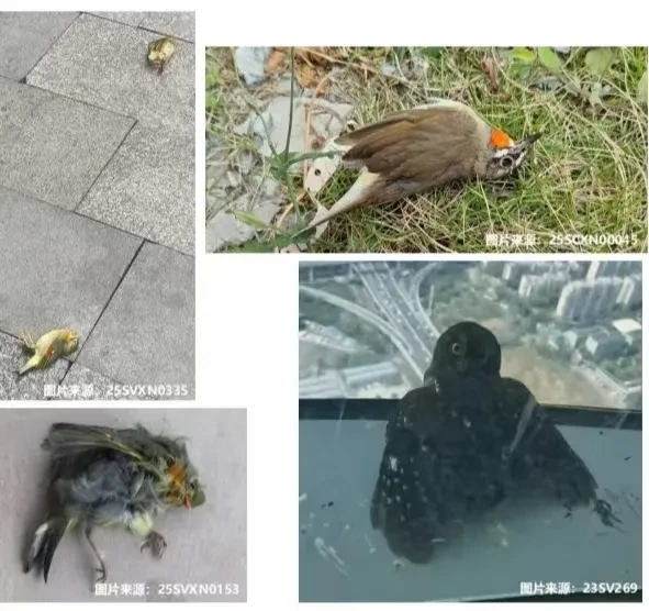 上植鸟撞调查第一