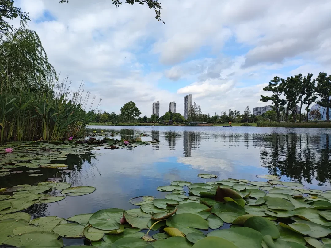 上植鸟撞调查第五