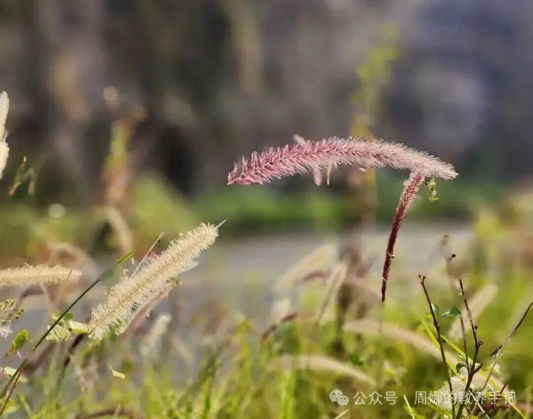 初三陪读手记：当