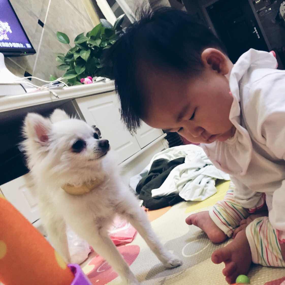 小猴子會(huì)上樹