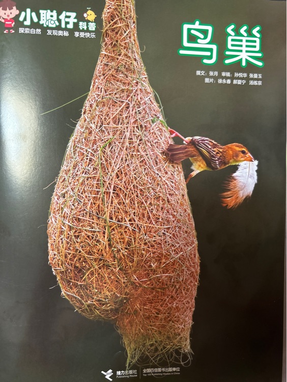 小聰仔科普版鳥巢