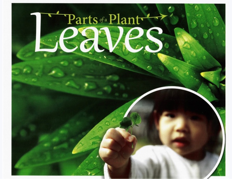 小芽大樹leaves
