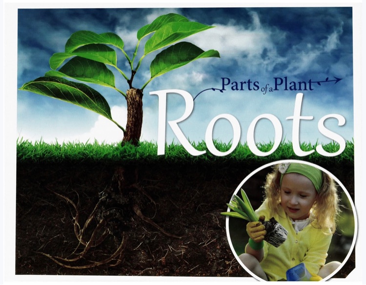 小芽大樹(shù): roots(parts of a plant)