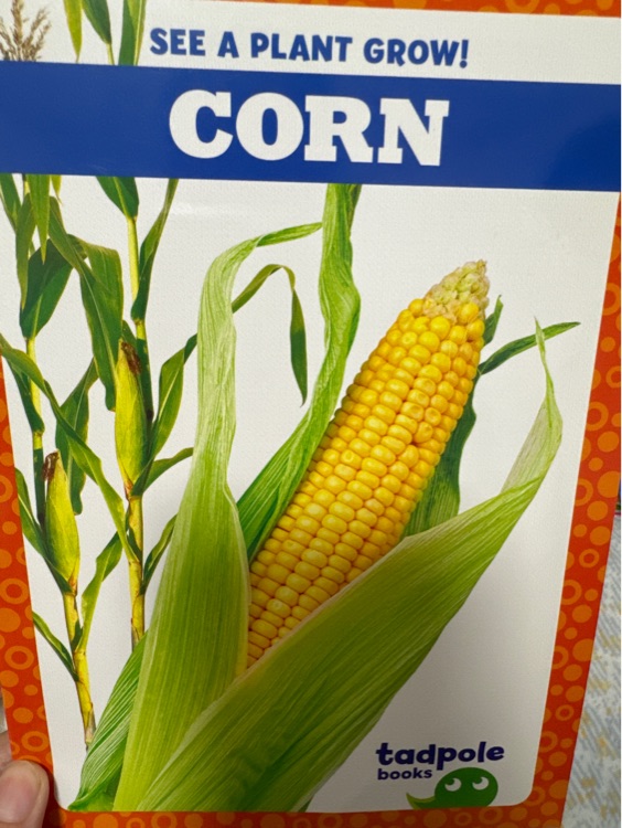 corn