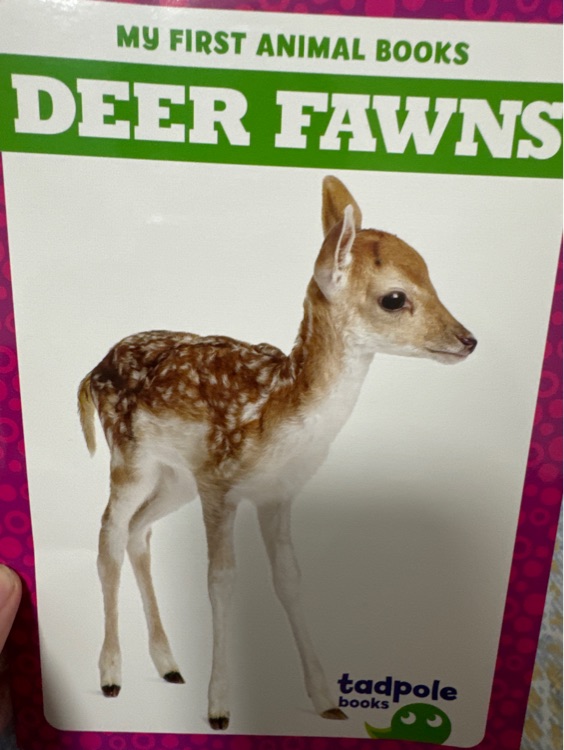 deer fawns