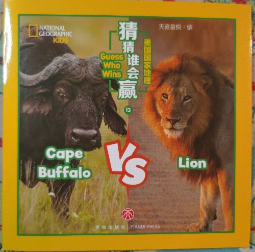 Cape Buffalo VS Lion