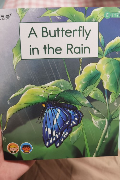 a butterfly in the rain