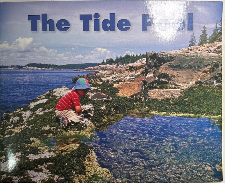 The tide pool