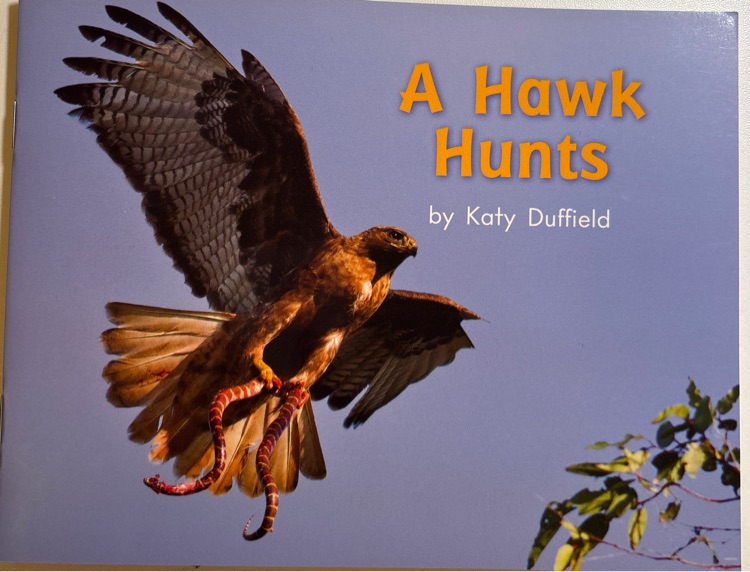 A hawk hunts