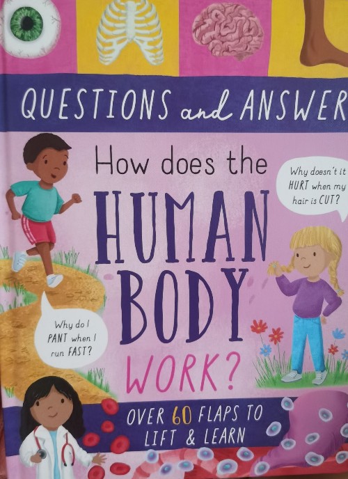 questions and answers。how does the humanbody work