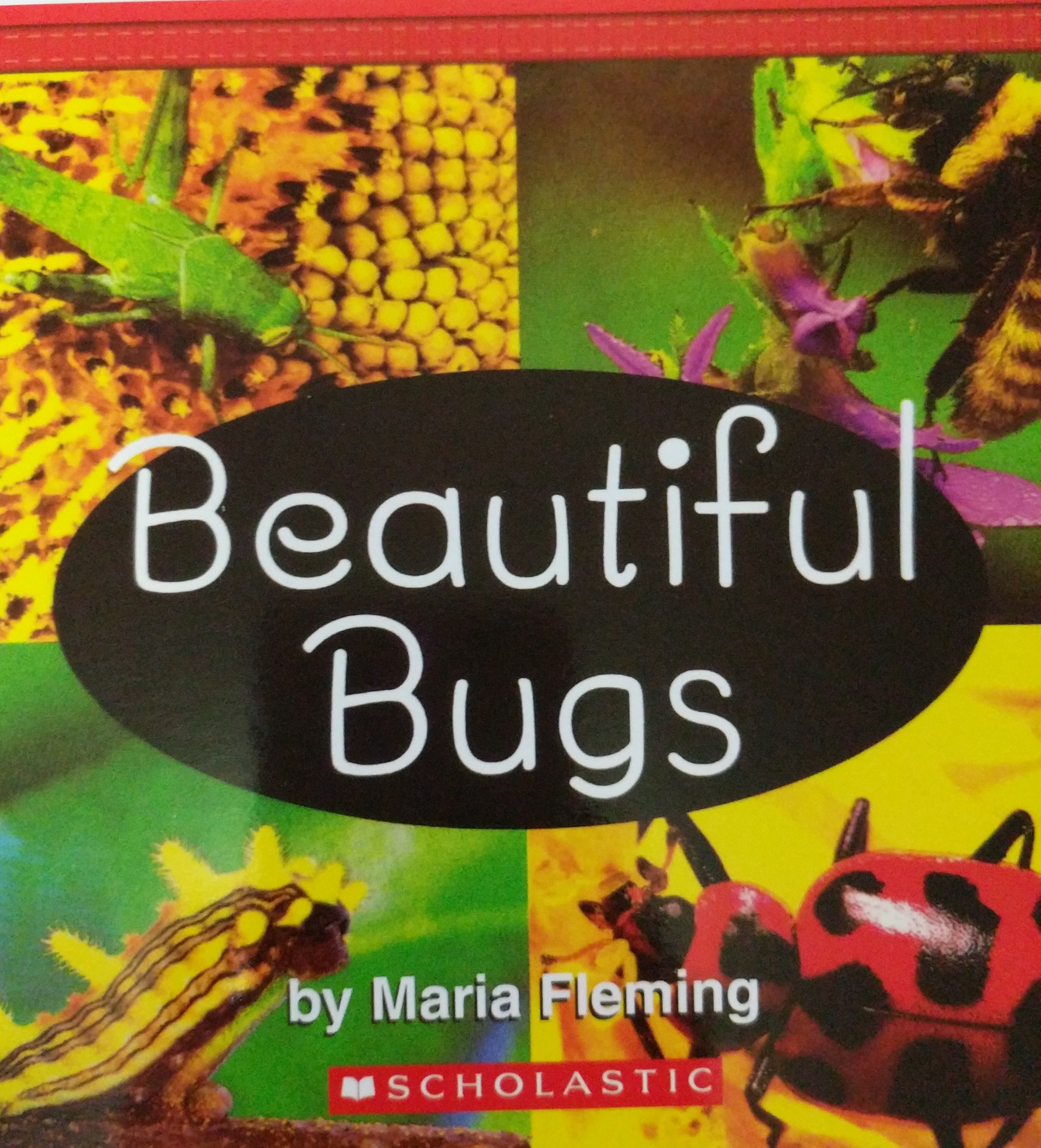 beautiful bugs