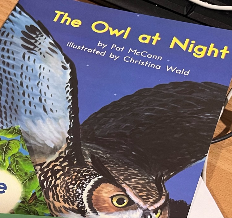 The owl at night