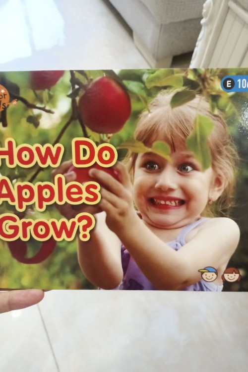 how do apples grow