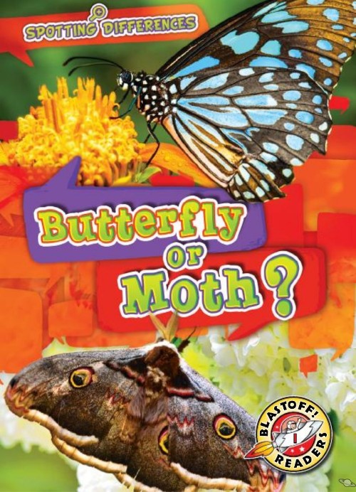 Butterfly or Moth