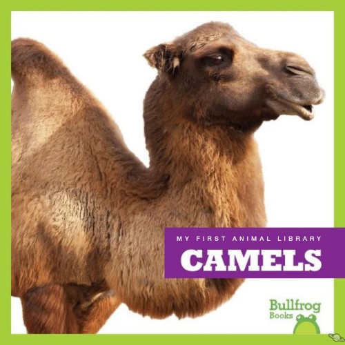 Camels