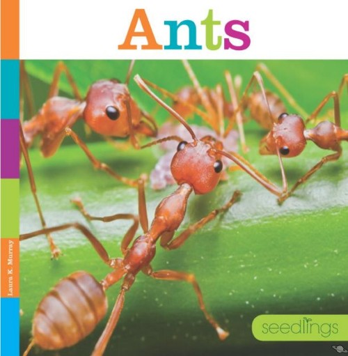 Ants