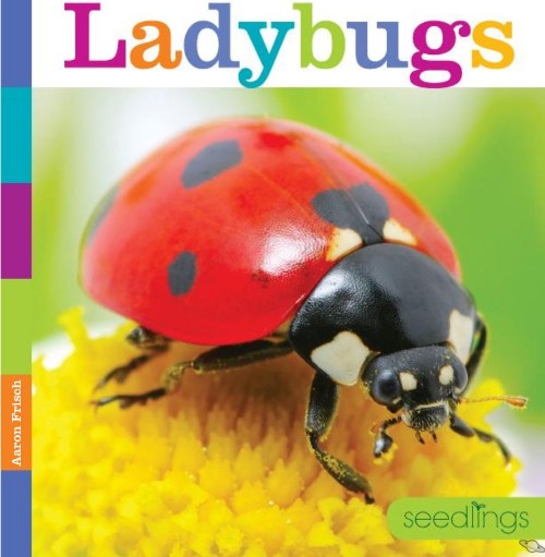 Ladybugs