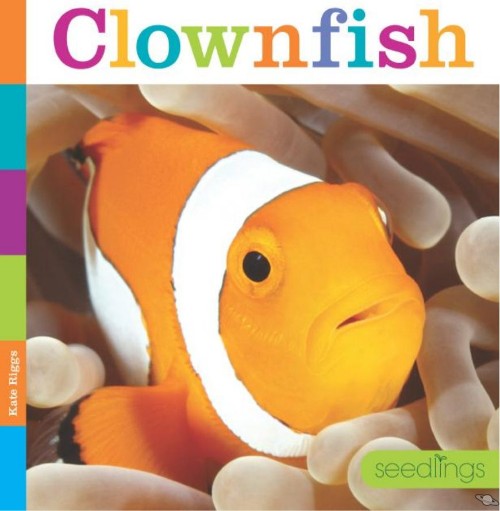 Clownfish