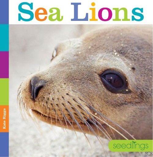 Sea Lions